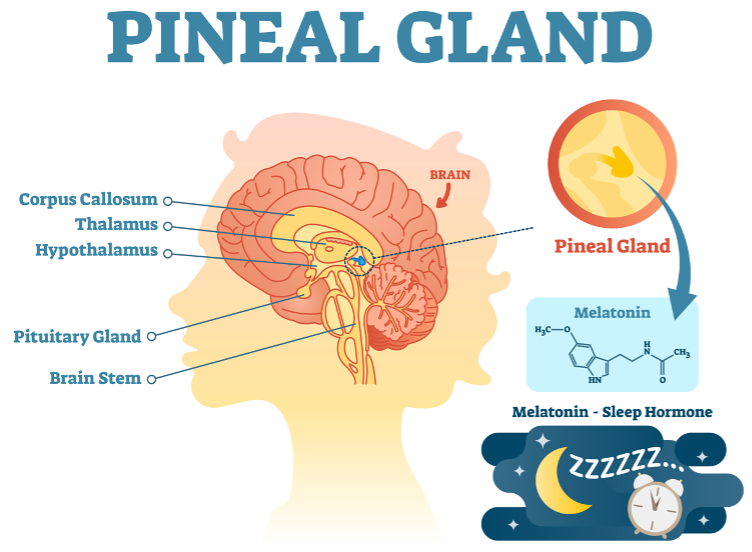 [Obrázek: Pineal-Gland.png]